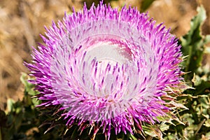 Purple Thistle Flower in Colorado