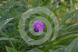 Purple thistle flower in the garden close up