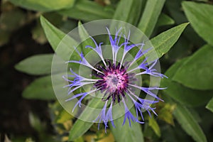 purple thistle flower and green leaf