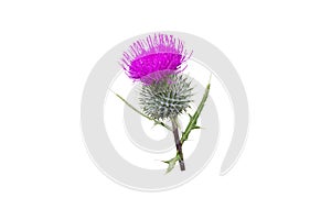 Purple thistle flower isolated on white