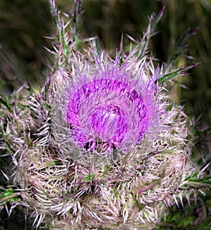 Purple Thistle Flower