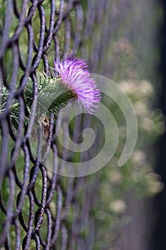 Purple thistle flower in the meadow. Close-up.