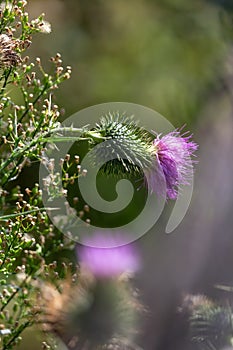 Purple thistle flower in the meadow. Close-up.