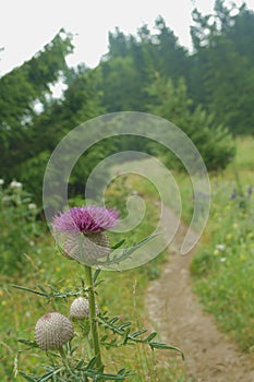 Purple thistle flower. Mountain paths.