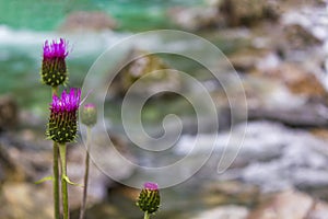 Purple thistle flower plant in front of turquoise river Norway