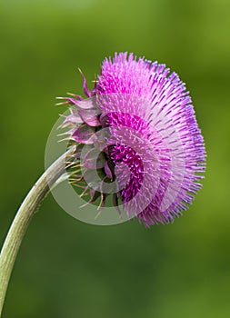 Purple Thistle Flowering Plant in Vertical