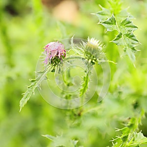 Purple thistle in green