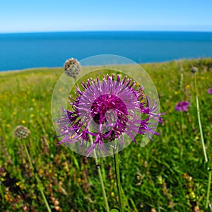 Purple thistle in green field with blue sky and sea