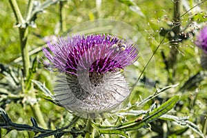 Purple thistle with honey bee, Big Fatra mountains, Slovakia