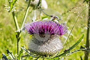 Purple thistle with honey bee, Big Fatra mountains, Slovakia