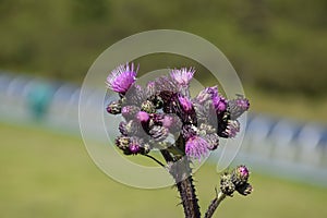 Purple thistle and insects