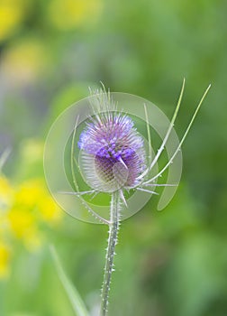 Purple thistle plant