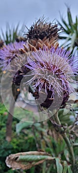 Purple thistle plant, flower
