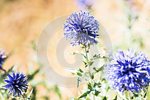 Purple Thistle Plant