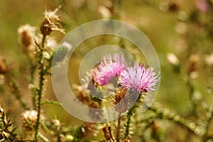 Purple thistle plant grows in sunny autumn garden