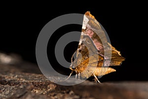 Purple thorn moth & x28;Selenia tetralunaria& x29; underside