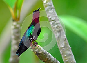 Purple-throated Carib