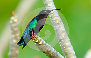 Purple-throated Carib