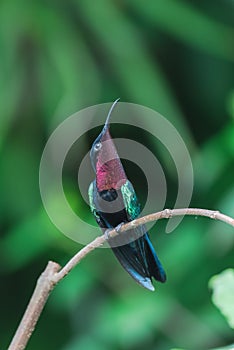Purple-throated Carib, hummingbird