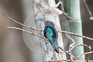Purple-throated Carib, hummingbird