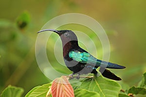 Purple-throated Carib hummingbird photo
