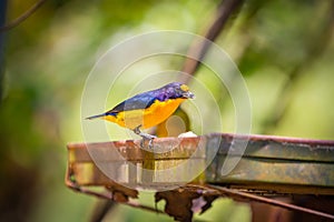 Purple-throated Euphonia Euphonia chlorotica AKA Fim Fim bird eating banana in Brazil`s countryside photo