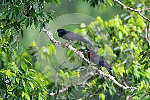 Purple-throated Fruitcrow