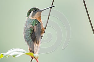 Purple-throated mountain-gem female