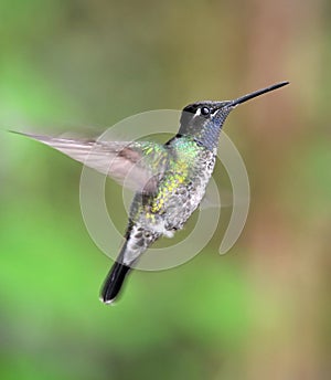 Purple throated mountain gem hummingbird