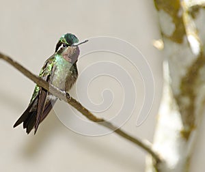Purple-throated Mountain-gem Hummingbird, Costa Rica