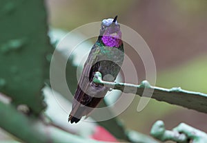 Purple-throated Mountaingem hummingbird from Costa Rica