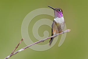 Purple-throated Woodstar, Calliphlox mitchellii, Little Hummingbird with coloured collar in the green and red flower. Bird in the