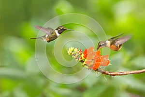 Purple-throated woodstar hovering next to orange flower,tropical forest, Colombia, two birds sucking nectar from blossom in garden
