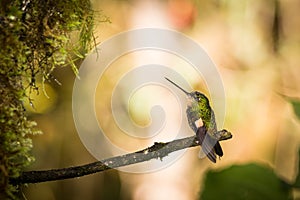 Purple-throated Woodstar Philodice Mitchelli photo