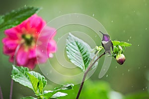 Purple-throated woodstar sitting on flower in rain,hummingbird from tropical forest,Peru,bird perching,tiny beautiful