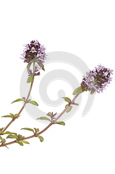 Purple thyme