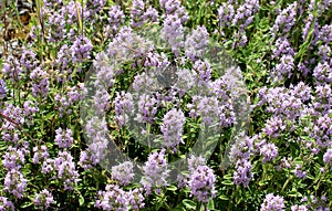 Purple thyme flowers.