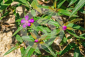 A purple tibouchina shrub at Koh Rong Island