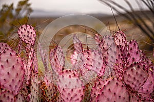 Purple Tinged Prickly Pear Cactus