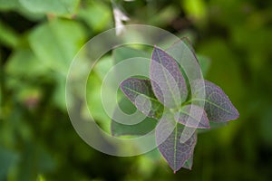 Purple Tinted Native Plant Leaves