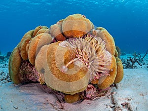 Purple-tipped anemone, Condylactis gigantea. Bonaire, Caribbean Netherlands. Diving holiday