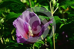 Purple to red bicoloured flower of Rose of Sharon, also called Syrian Ketmia, Shrub Altea or Rose Mallow