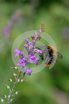 Purple toadflax Linaria purpurea, purple flowers with a bumblebee photo