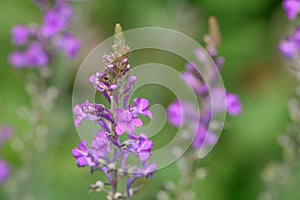 Purple toadflax Linaria purpurea, purple flowers photo