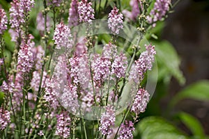 Purple Toadflax - Linaria purpurea .Tall Purple Flower