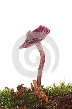 Purple toadstool fungi