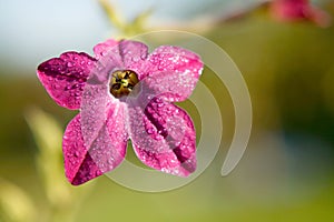 Purple tobacco-plant flower