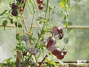 Purple tomatoes on branch in greenhouse. Organic tomatoes