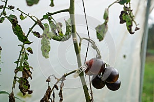 Tomatoes and Horn Worm