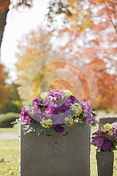 Purple Tombstone Flowers in the Fall